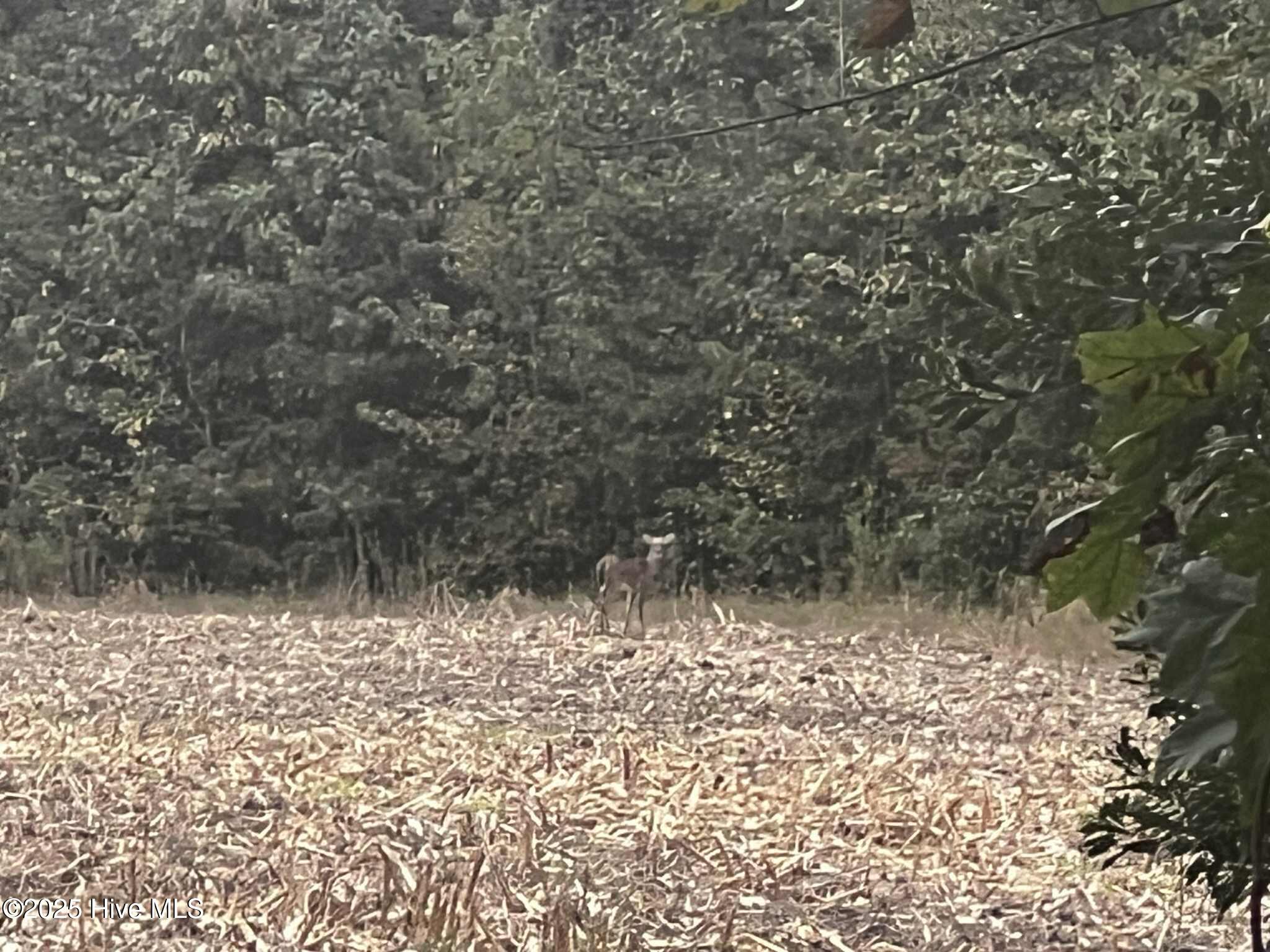 450 Swamp Road Pantego, NC 27860 - Photo 10 of 13 be83d724-b76c-4039-b817-66875f6ea400