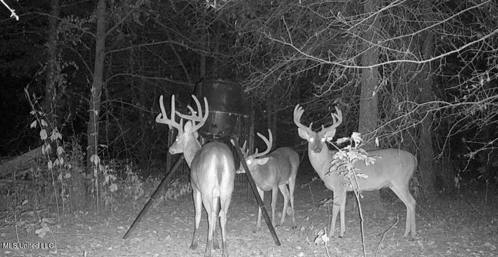 Dresback Road Gunnison, MS 38746 - Photo 4 of 5 IMG_1125