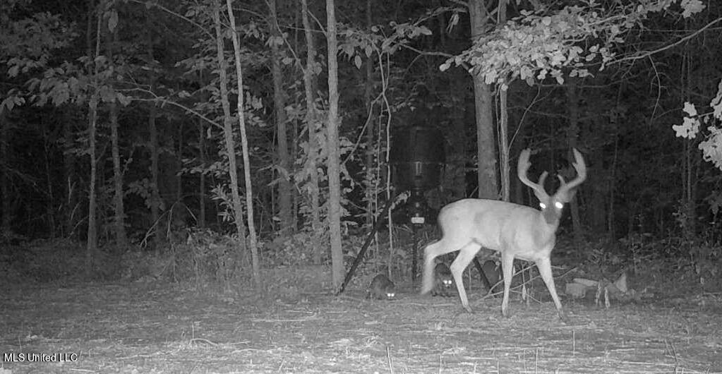 Dresback Road Gunnison, MS 38746 - Photo 5 of 5 IMG_0975