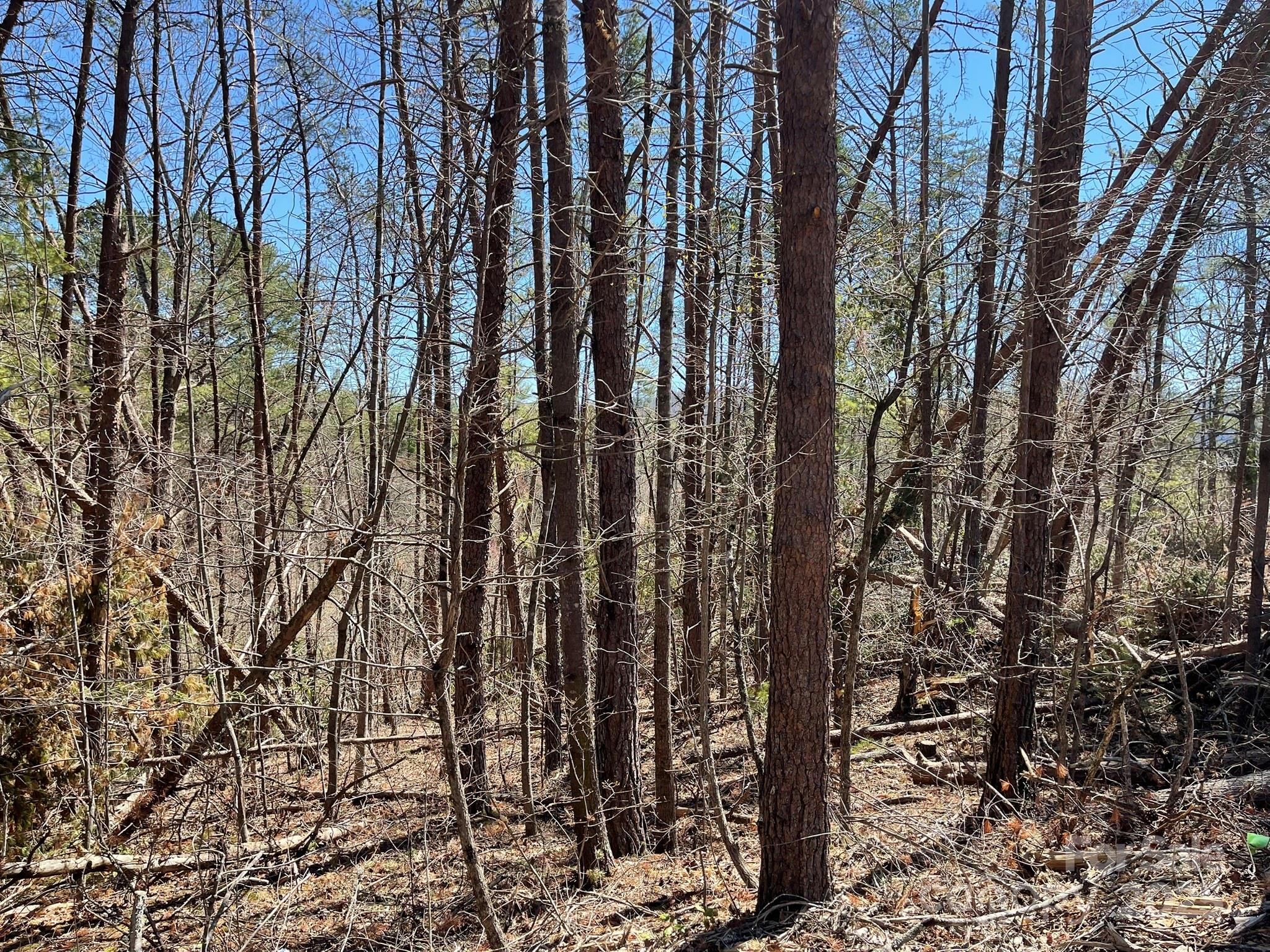 84 Union Chapel Road Weaverville, NC 28787 - Photo 10 of 25