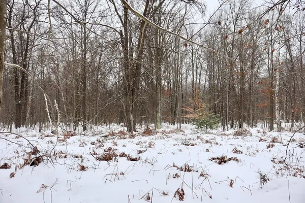 $182,500 | North Magruder Road, Coleman, MI 48618