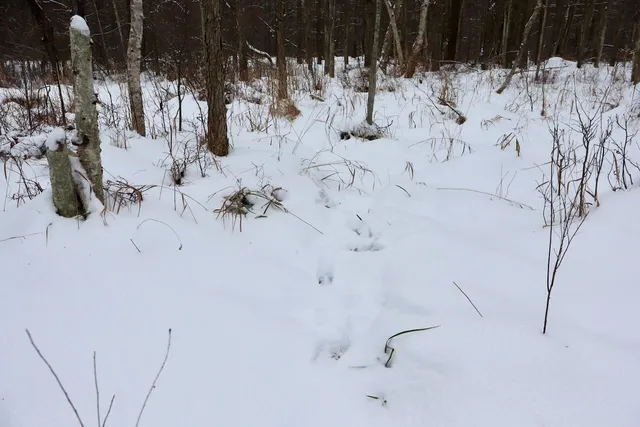 $182,500 | North Magruder Road, Coleman, MI 48618