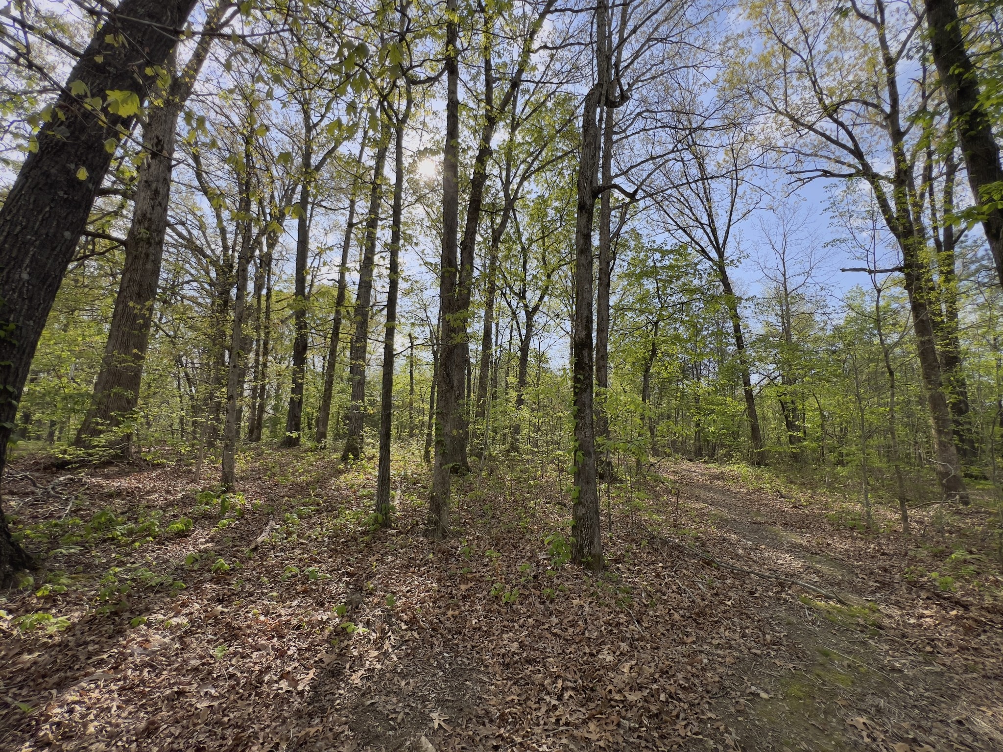 0 Valley Road Fairview, TN 37062 - Photo 11 of 61 a view of a forest with trees in the background
