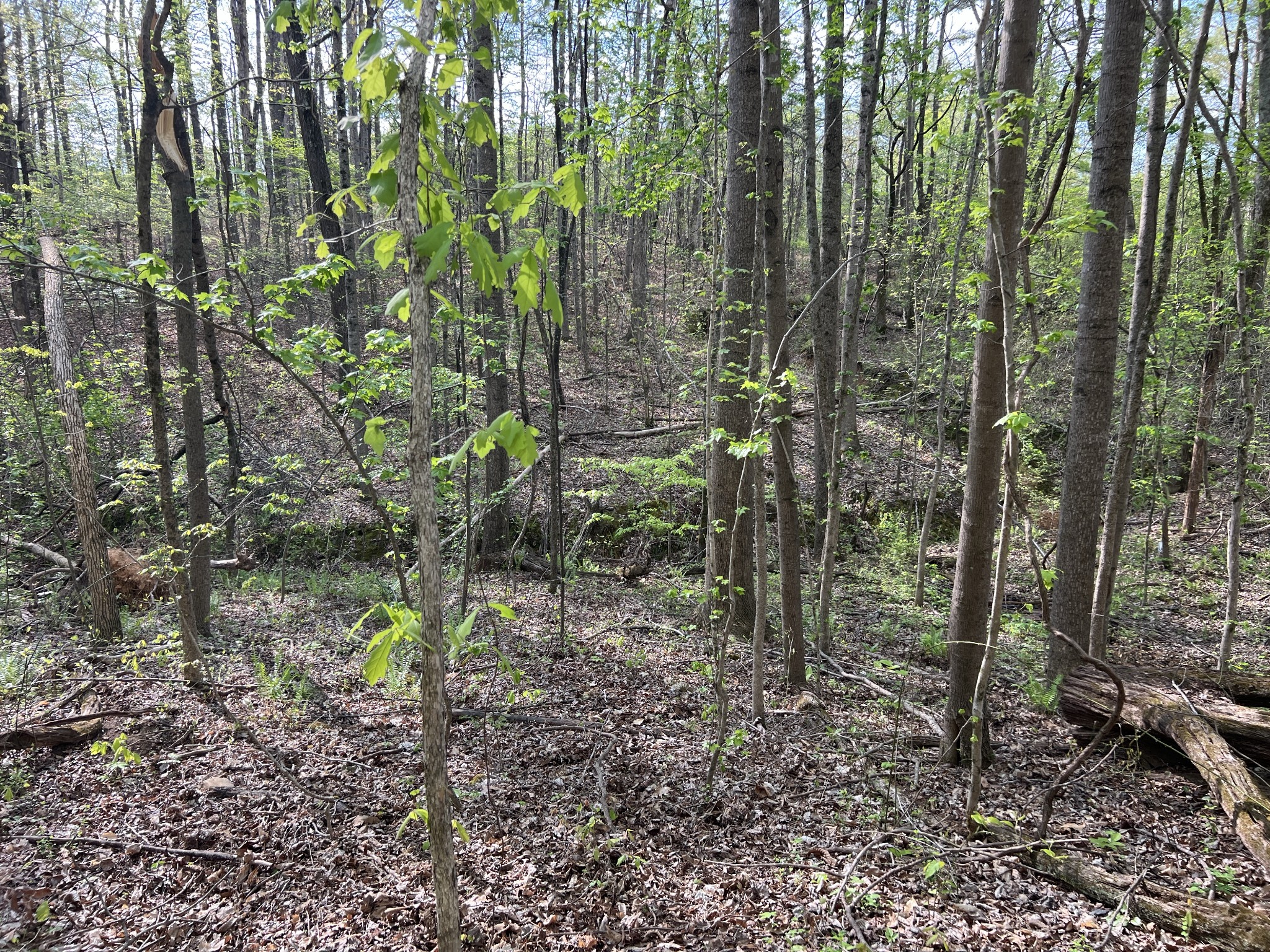 0 Valley Road Fairview, TN 37062 - Photo 14 of 61 a backyard of a house with lots of green space