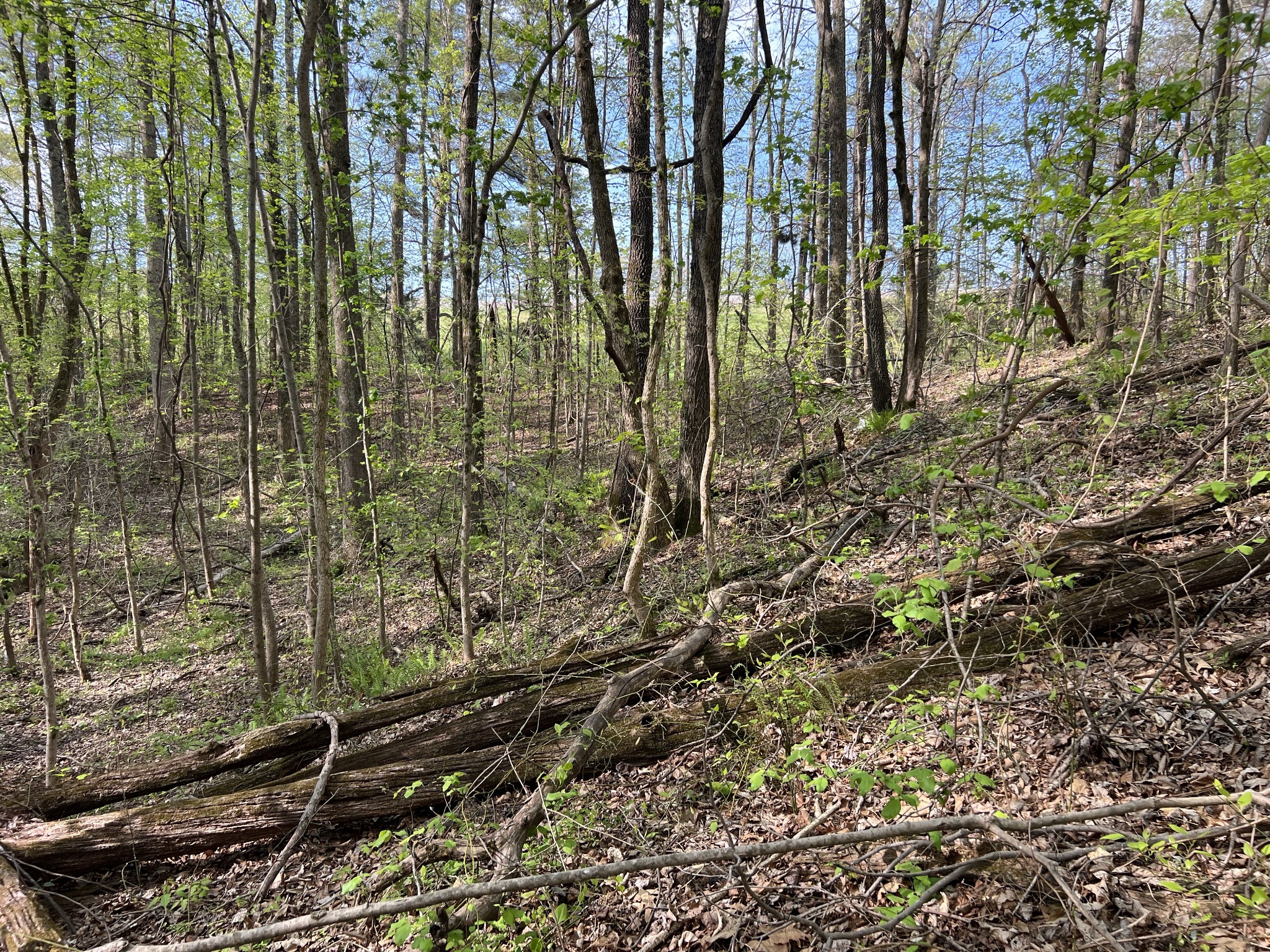 0 Valley Road Fairview, TN 37062 - Photo 15 of 61
