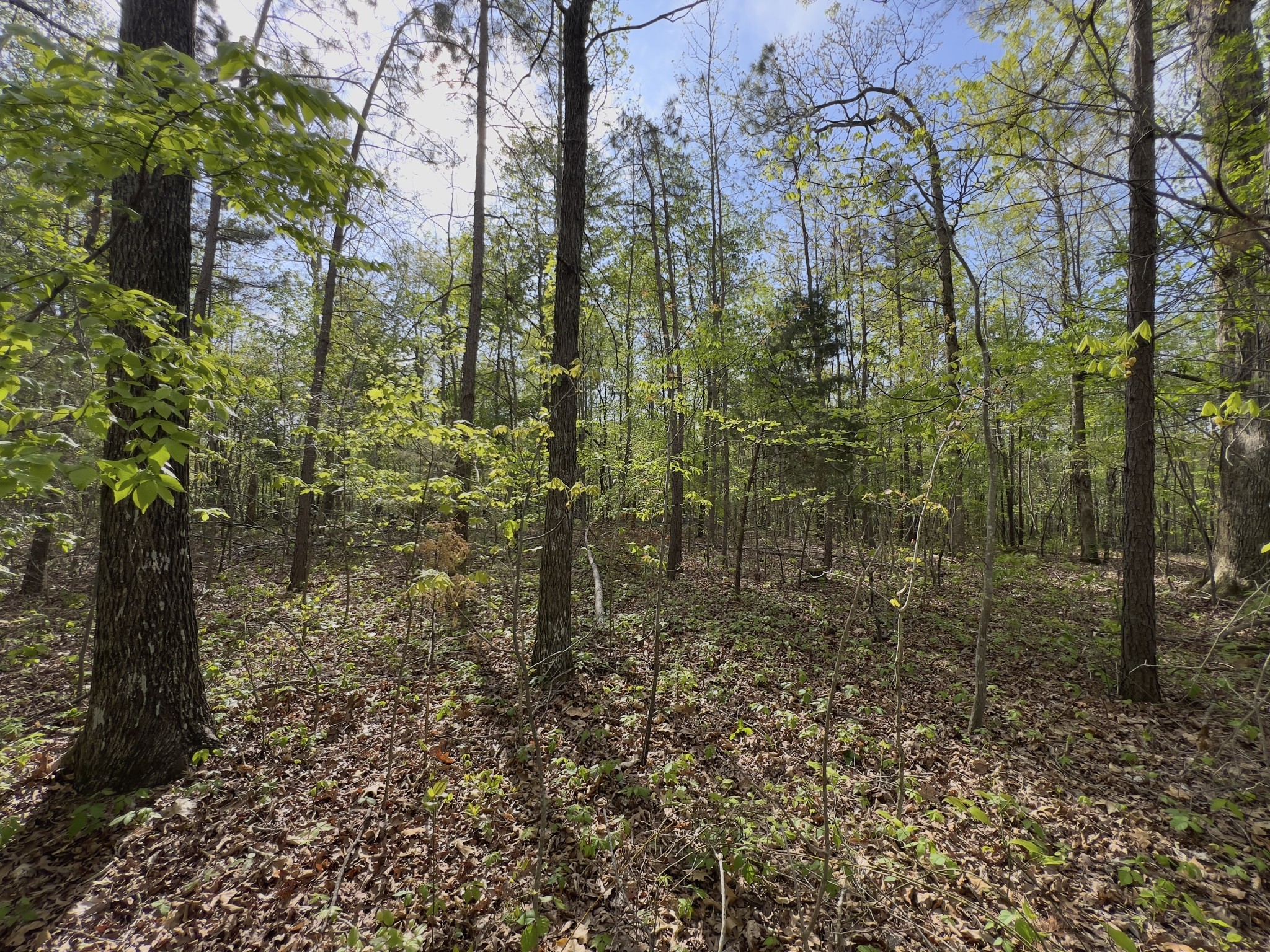0 Valley Road Fairview, TN 37062 - Photo 17 of 61