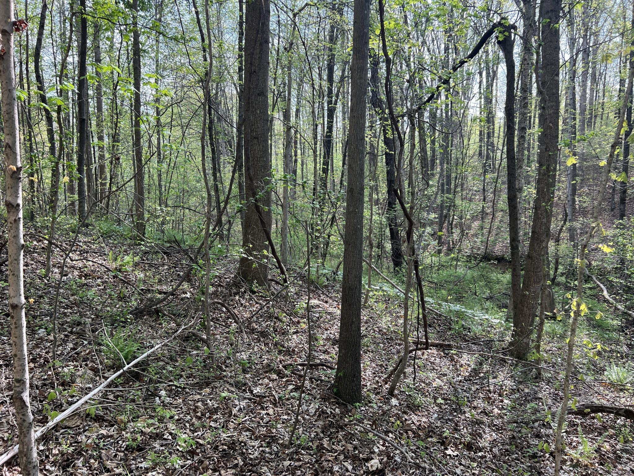 0 Valley Road Fairview, TN 37062 - Photo 19 of 61