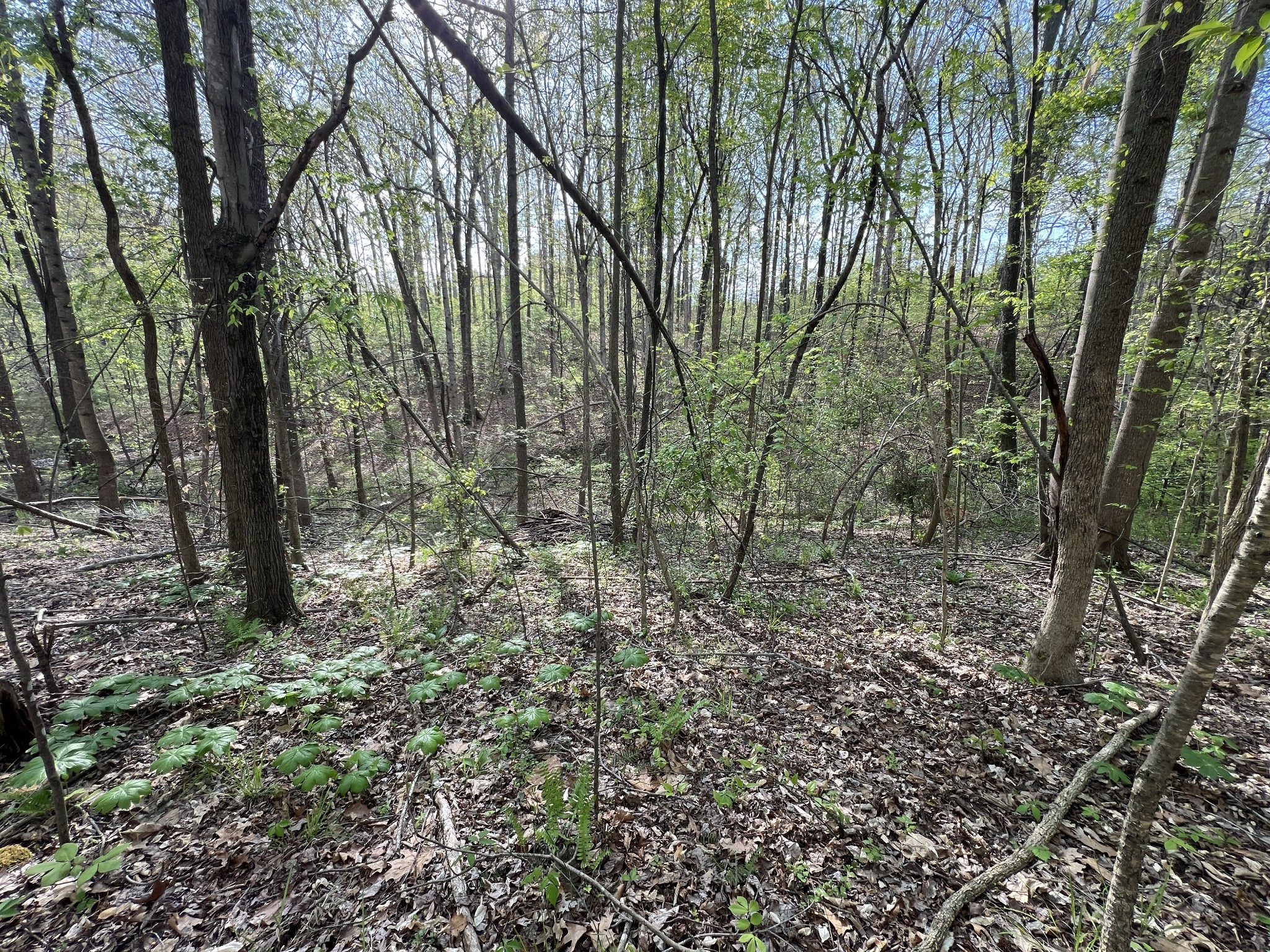 0 Valley Road Fairview, TN 37062 - Photo 20 of 61