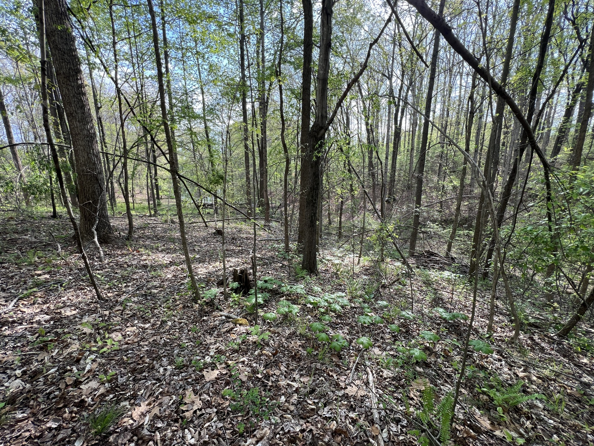 0 Valley Road Fairview, TN 37062 - Photo 21 of 61 a view of a forest with trees in the background