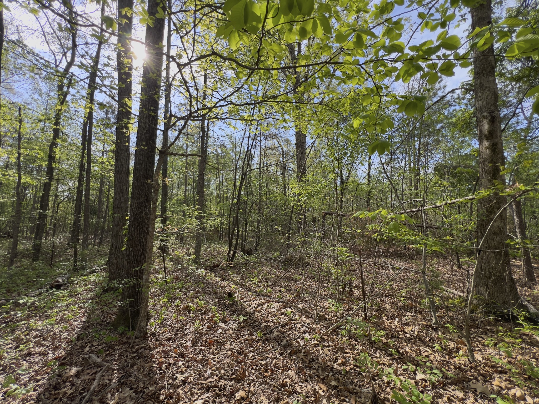 0 Valley Road Fairview, TN 37062 - Photo 29 of 61
