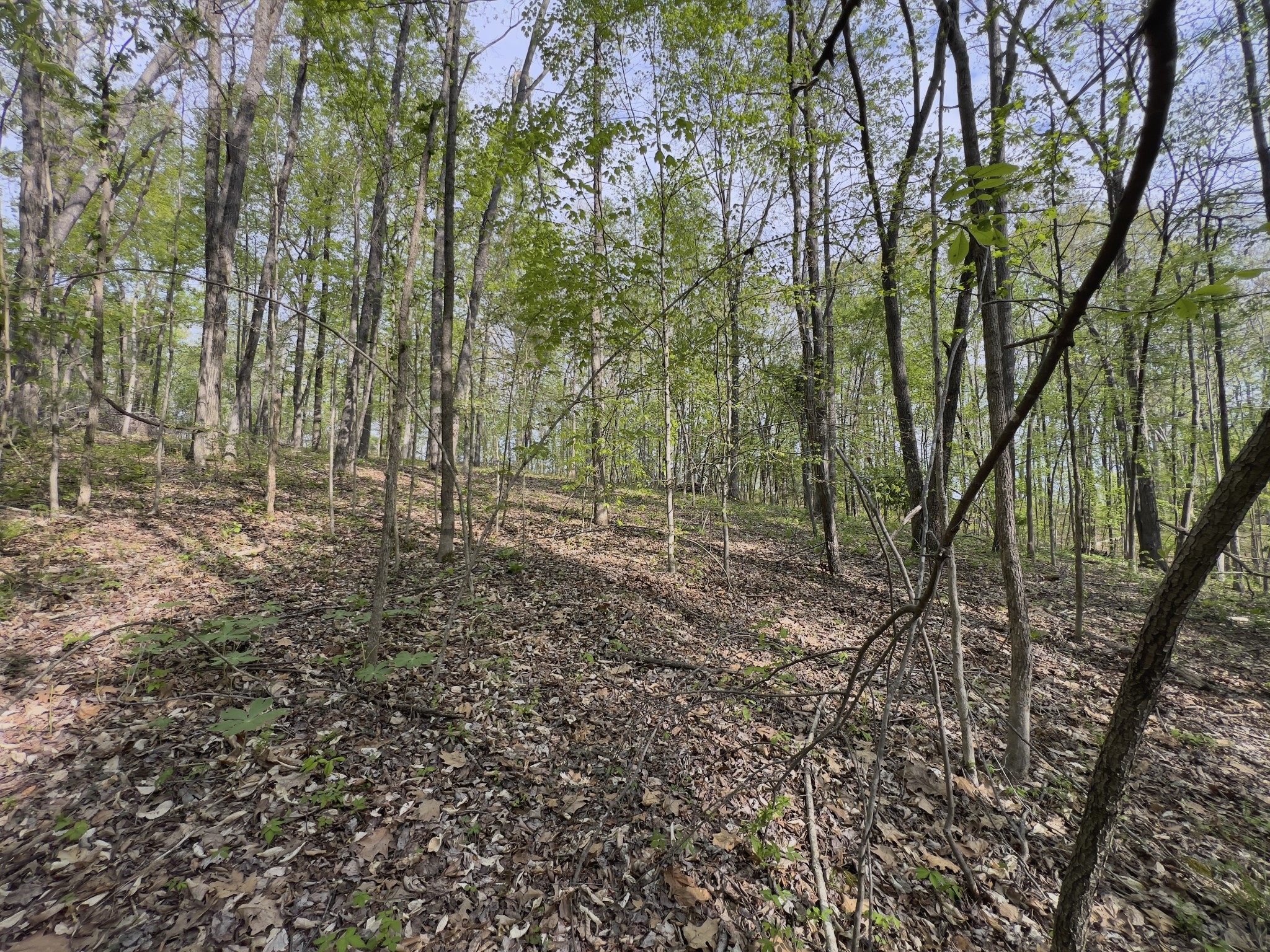 0 Valley Road Fairview, TN 37062 - Photo 32 of 61 a view of a forest with trees in the background