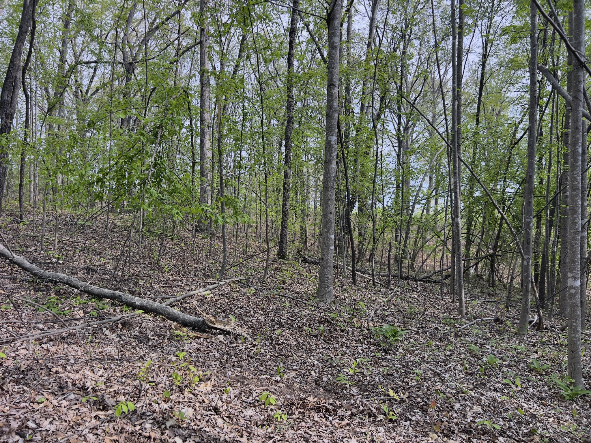 0 Valley Road Fairview, TN 37062 - Photo 34 of 61 a view of a forest with trees in the background