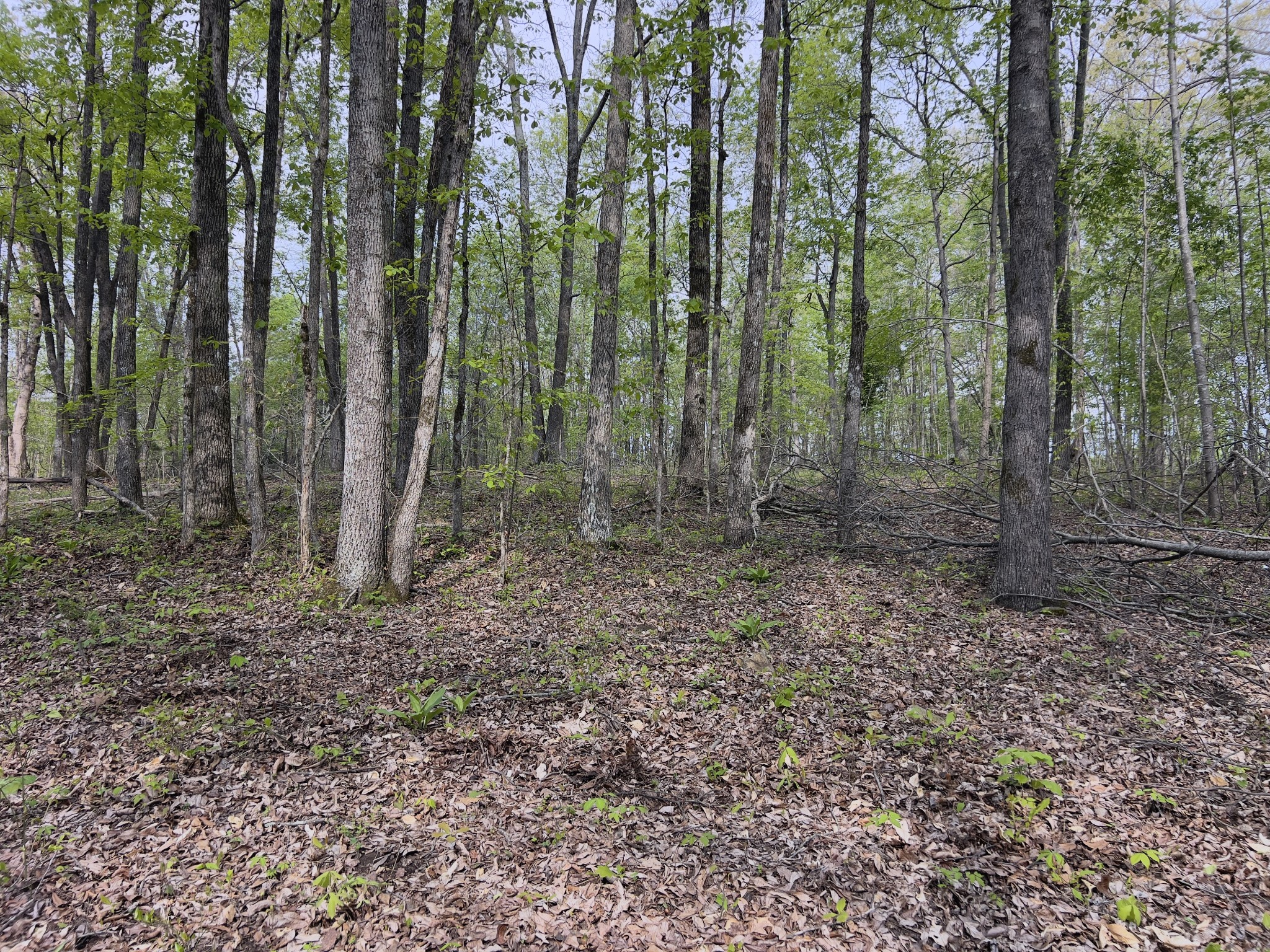 0 Valley Road Fairview, TN 37062 - Photo 35 of 61 a view of outdoor space with green space