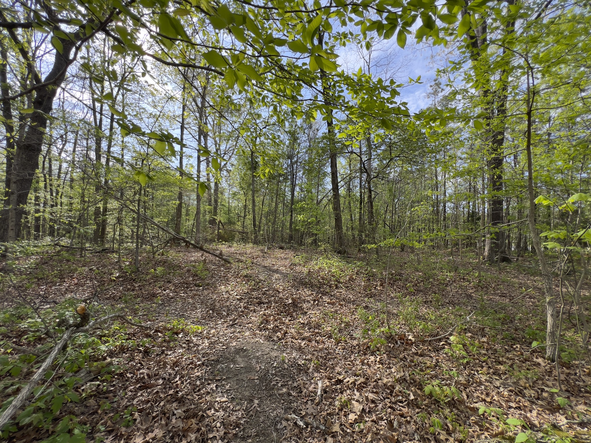 0 Valley Road Fairview, TN 37062 - Photo 40 of 61 a view of a forest with trees in the background