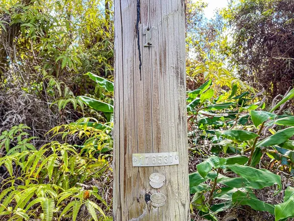 view of the potted plants