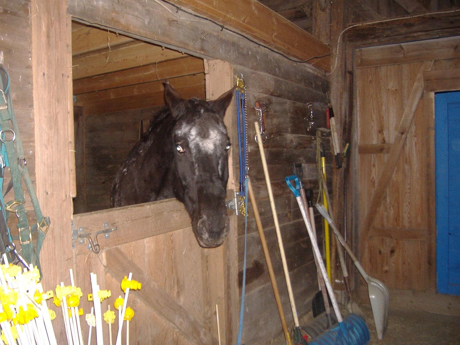 343 Moose Hill Road Ellsworth, ME 04605 - Photo 34 of 37 dl 12-12-11 011
