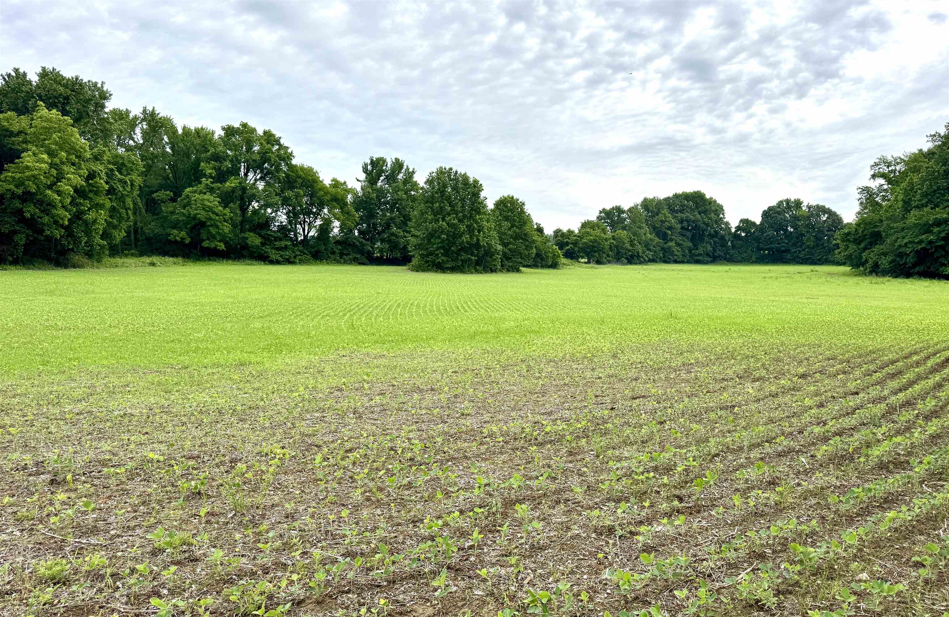 1150 Willie Paris Road Ripley, TN 38063 - Photo 22 of 27