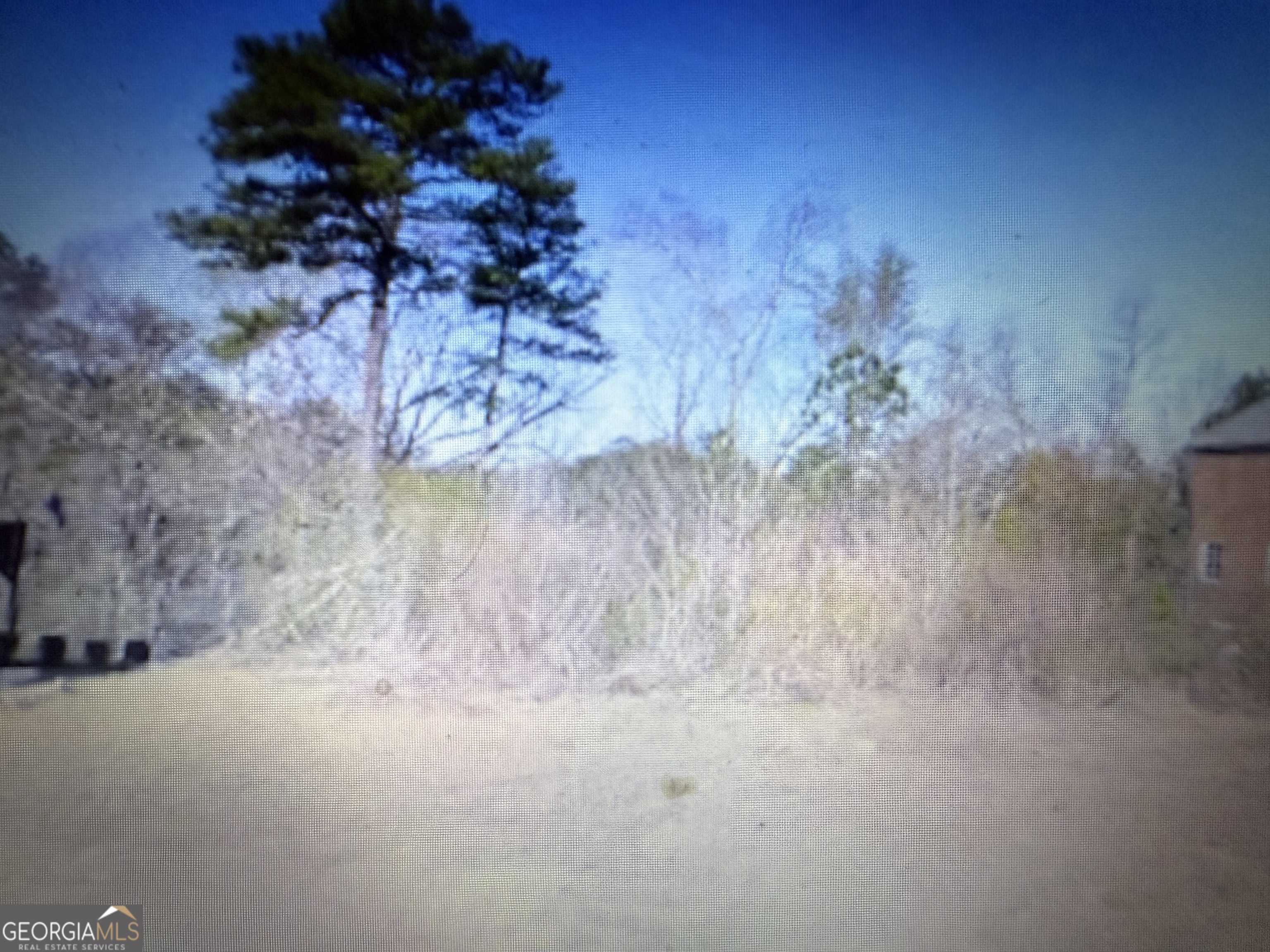a view of a forest with a tree