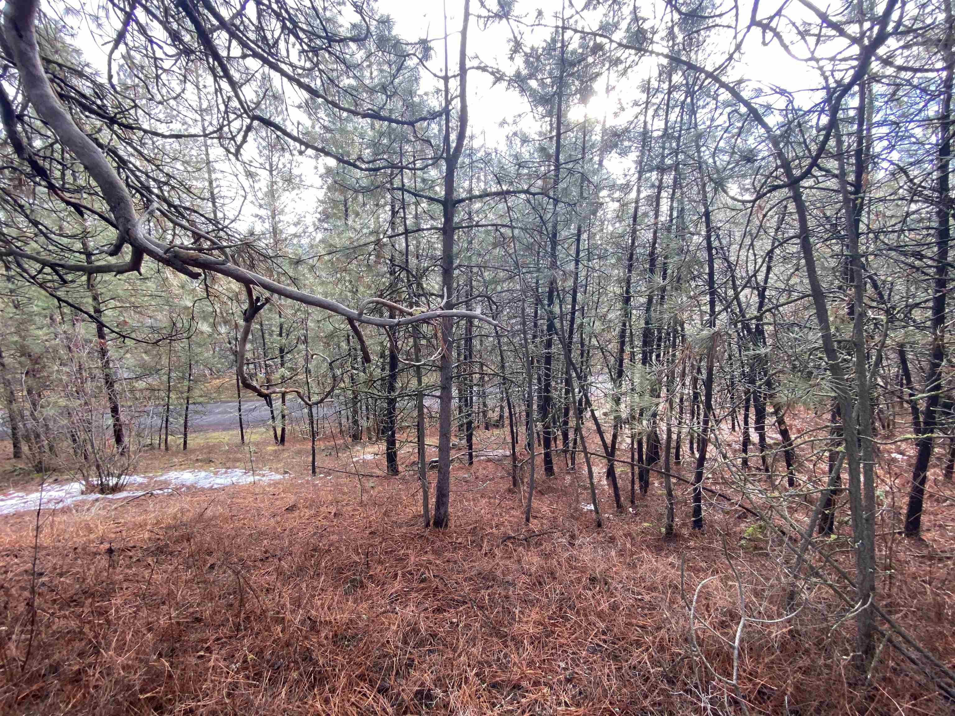 10-xx South Azalea Drive Spokane, WA 99224 - Photo 6 of 13