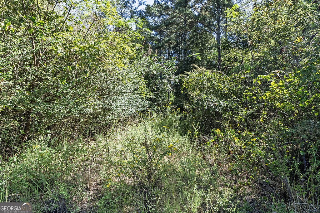 0 Rest Haven Road Yatesville, GA 31097 - Photo 19 of 23 a view of a lush green forest