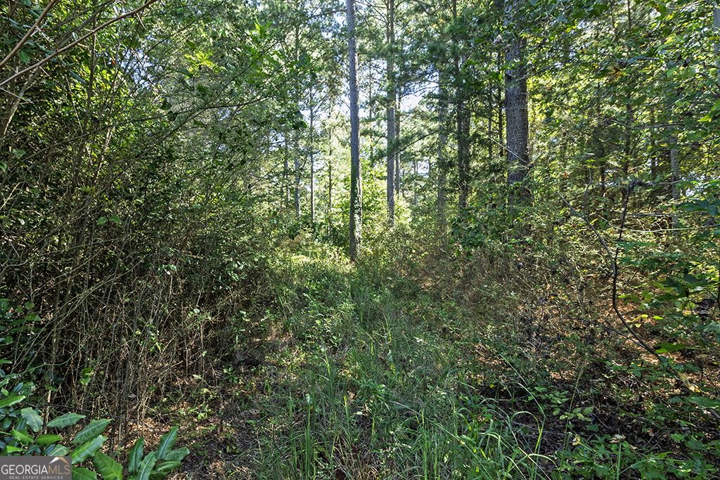 0 Rest Haven Road Yatesville, GA 31097 - Photo 20 of 23 a view of a lush green forest