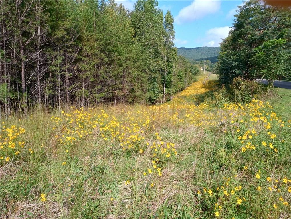 2047 Sizemore Road Germanton, NC 27019 - Photo 44 of 49 flora abounds!