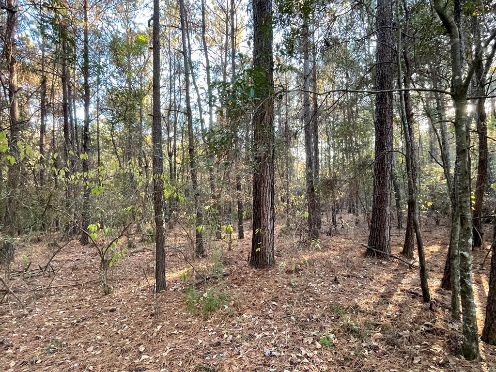 0 Bill Yance Road Webb, AL 36376 - Photo 1 of 15