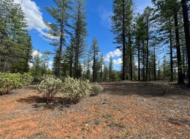 a view of a forest filled with trees