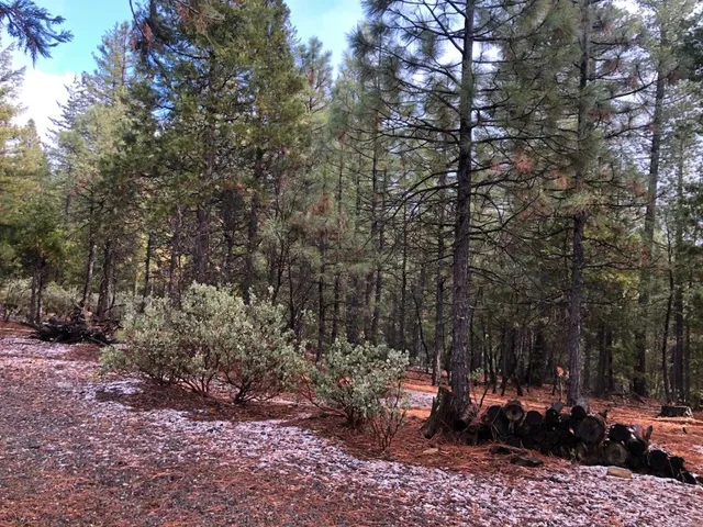 a view of a yard with plants and trees