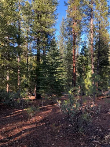 a view of a forest with trees