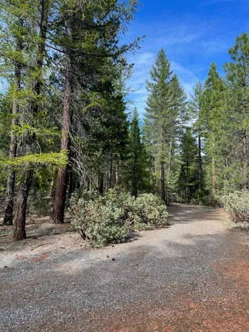 a view of a forest with trees in the background