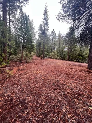 a view of a forest with trees