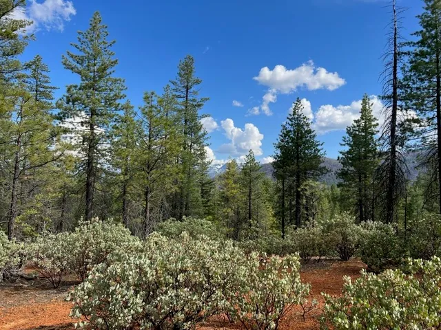 a view of a bunch of trees and bushes