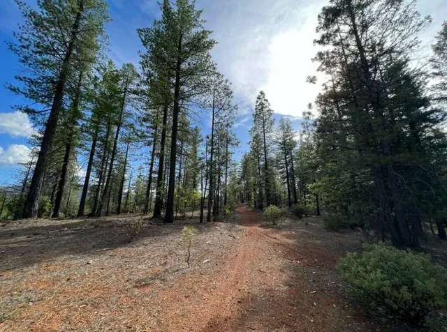 a view of a yard with a tree