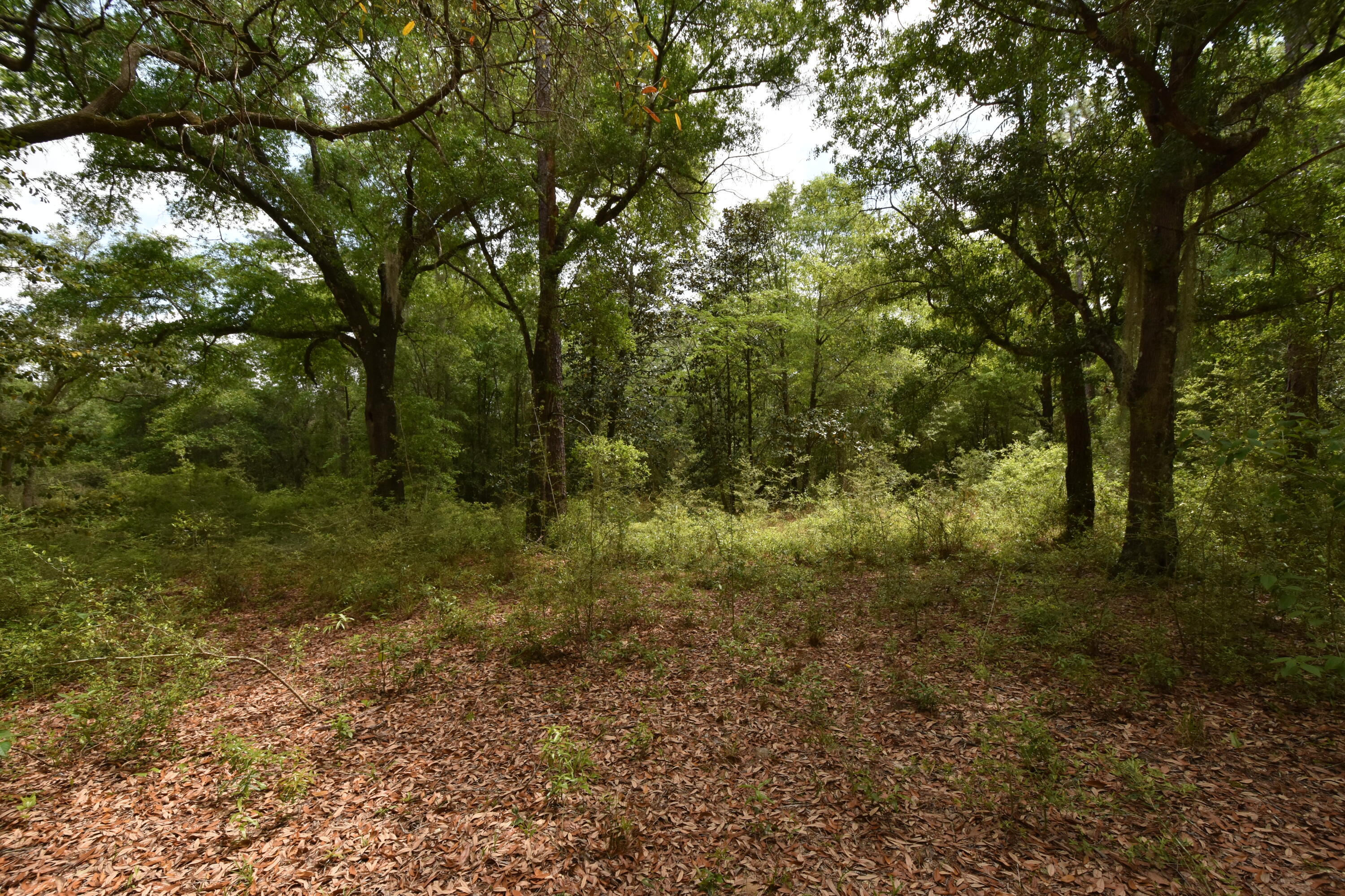 4304 Nap Knob Holt, FL 32564 - Photo 11 of 21 a view of a forest with trees in the background