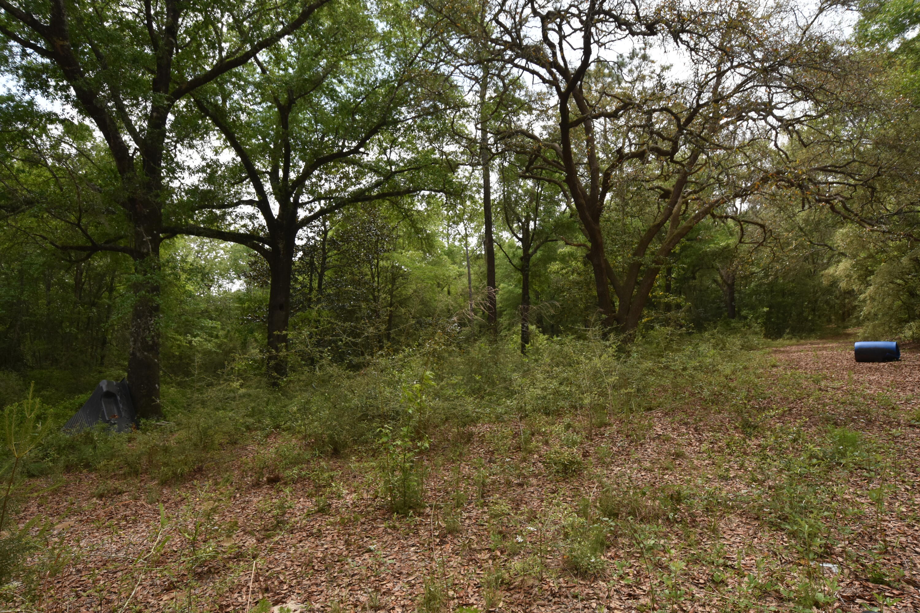 4304 Nap Knob Holt, FL 32564 - Photo 12 of 21 a view of a forest with trees in the background
