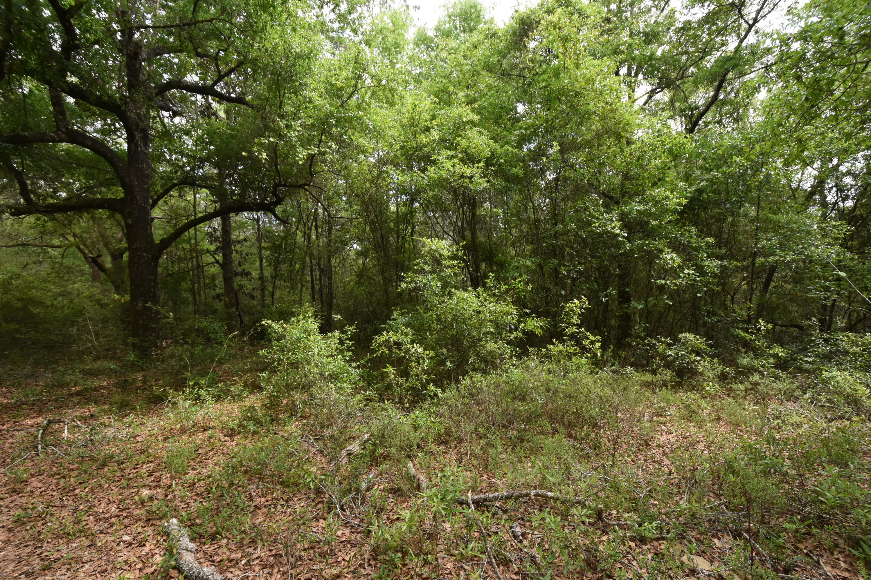 4304 Nap Knob Holt, FL 32564 - Photo 13 of 21 a view of a yard with large trees