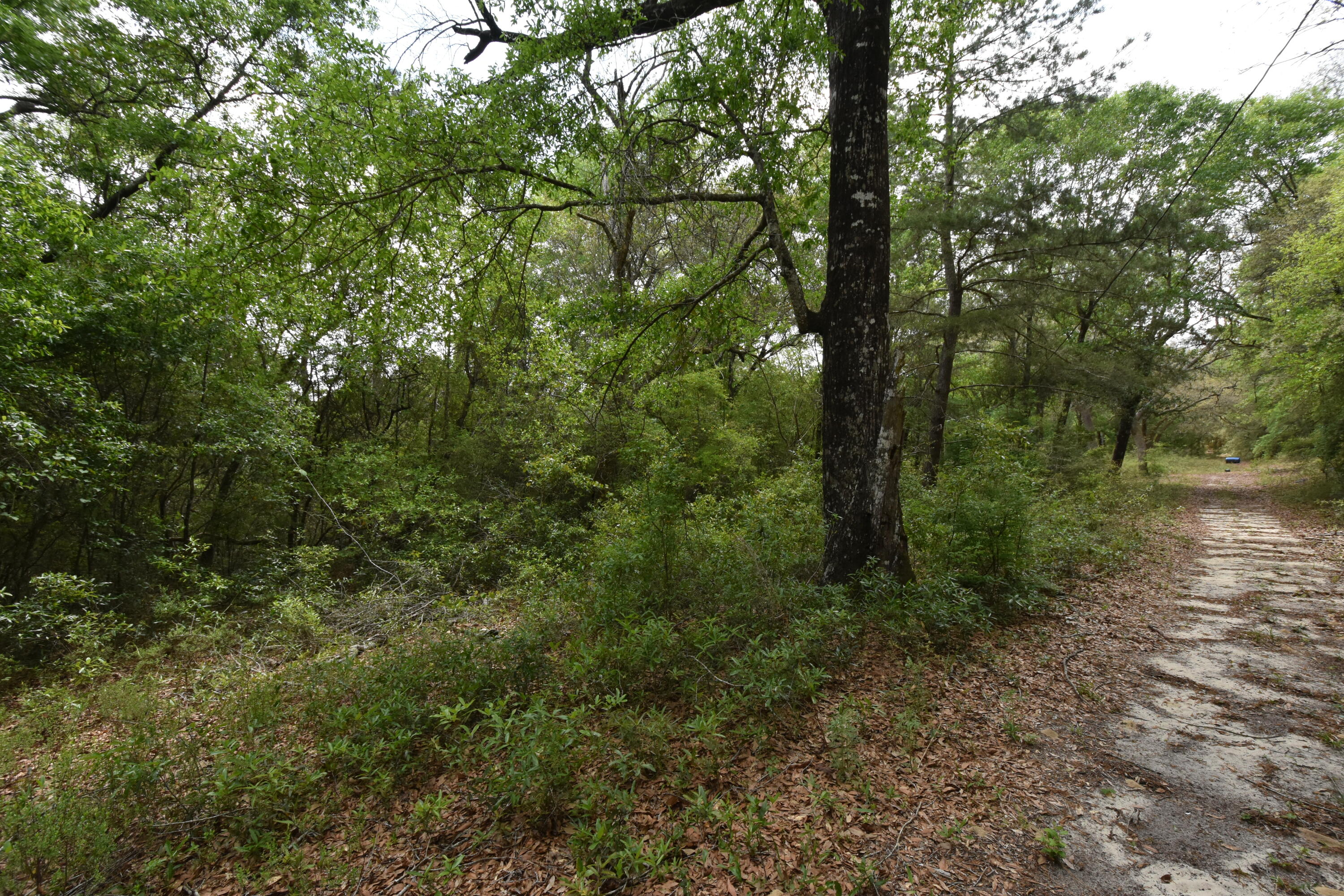 4304 Nap Knob Holt, FL 32564 - Photo 14 of 21 a view of a forest with trees