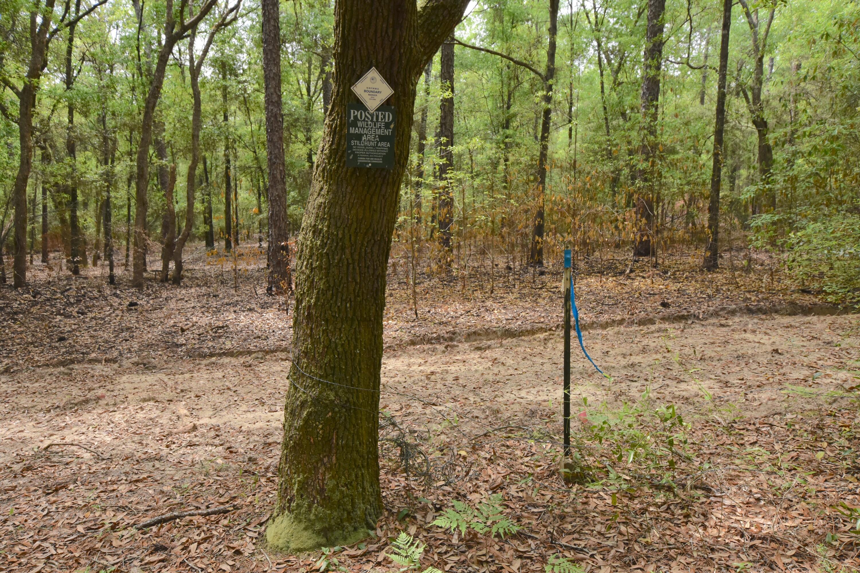 4304 Nap Knob Holt, FL 32564 - Photo 18 of 21 a view of a forest filled with trees
