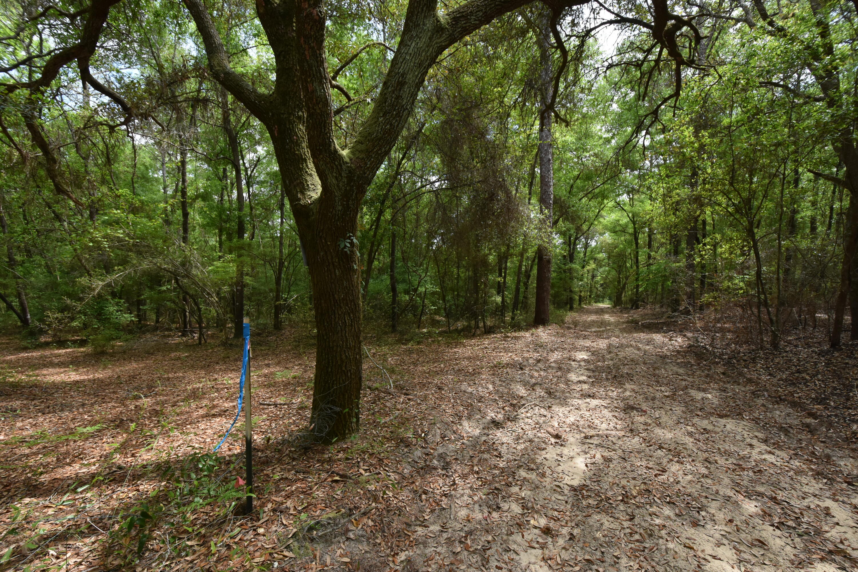 4304 Nap Knob Holt, FL 32564 - Photo 19 of 21 a view of a forest with trees in the background
