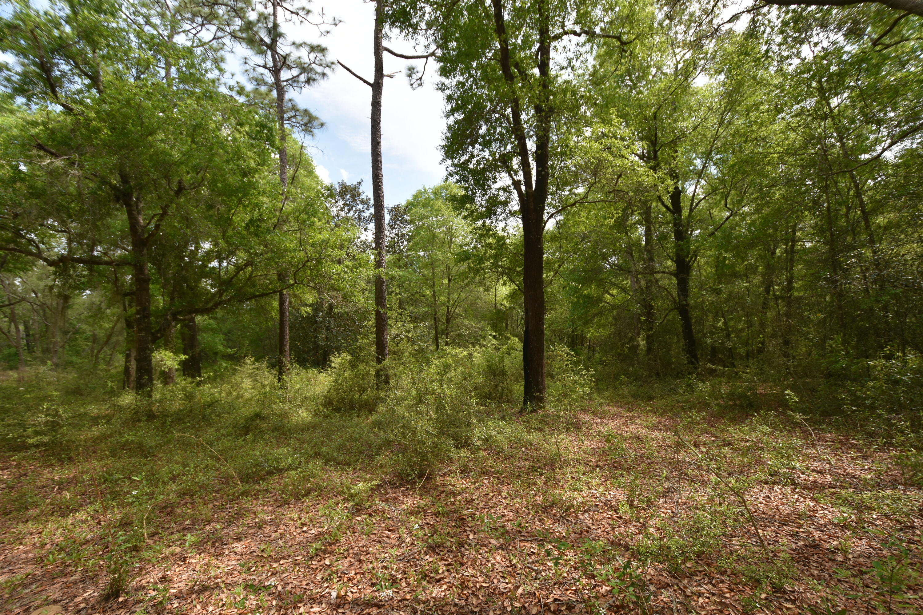 4304 Nap Knob Holt, FL 32564 - Photo 20 of 21 a big yard with lots of green space and trees