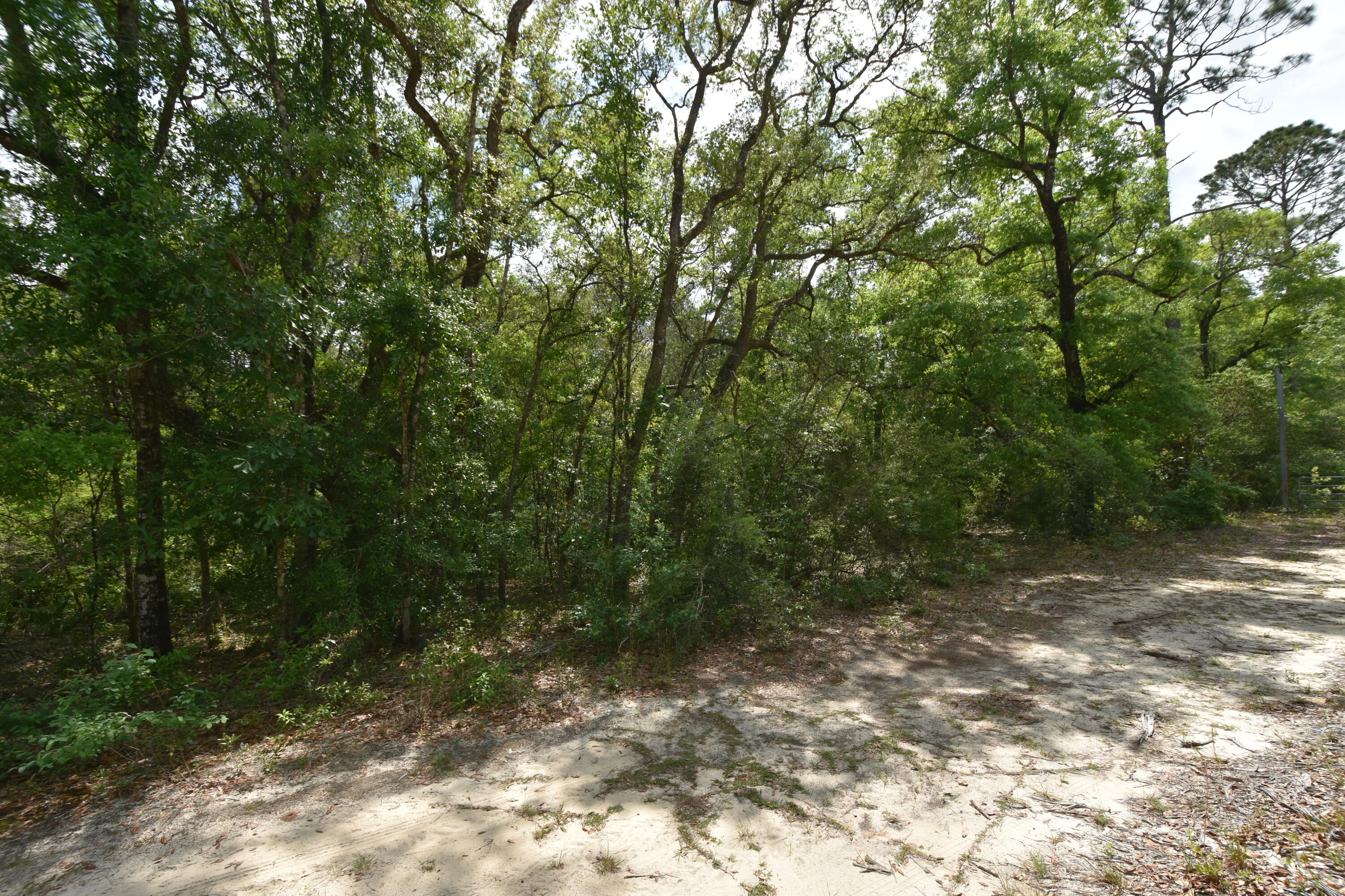 4304 Nap Knob Holt, FL 32564 - Photo 5 of 21 a view of a forest with trees in the background