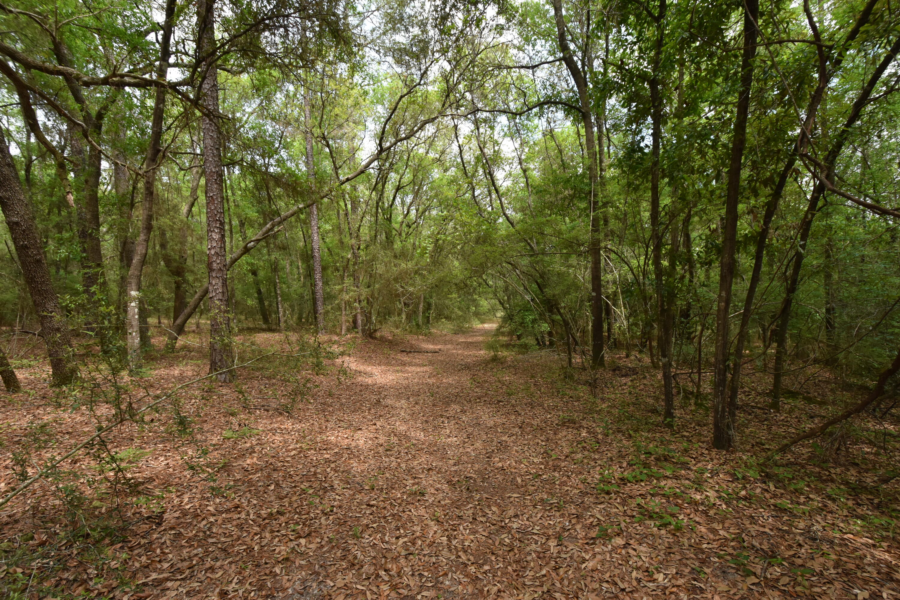 4304 Nap Knob Holt, FL 32564 - Photo 7 of 21 a view of a forest with trees in the background