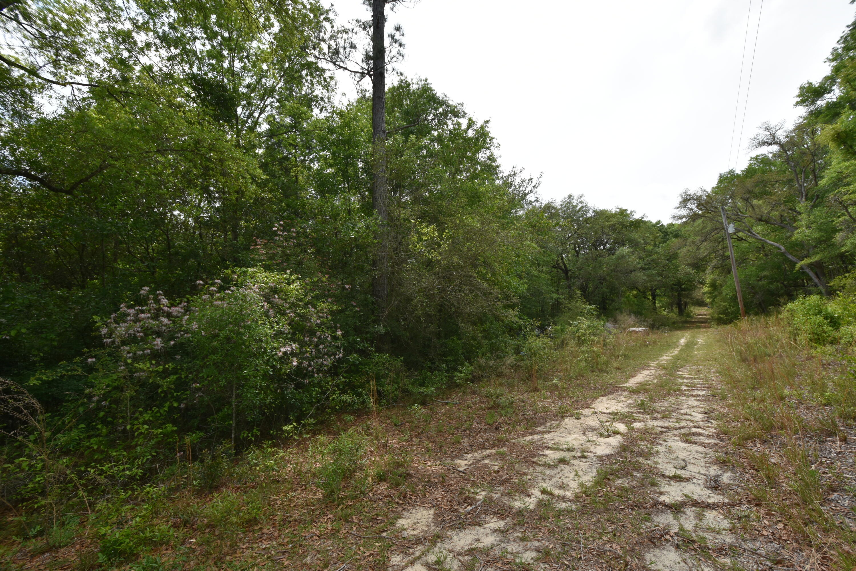 4304 Nap Knob Holt, FL 32564 - Photo 9 of 21 a view of a yard with a tree