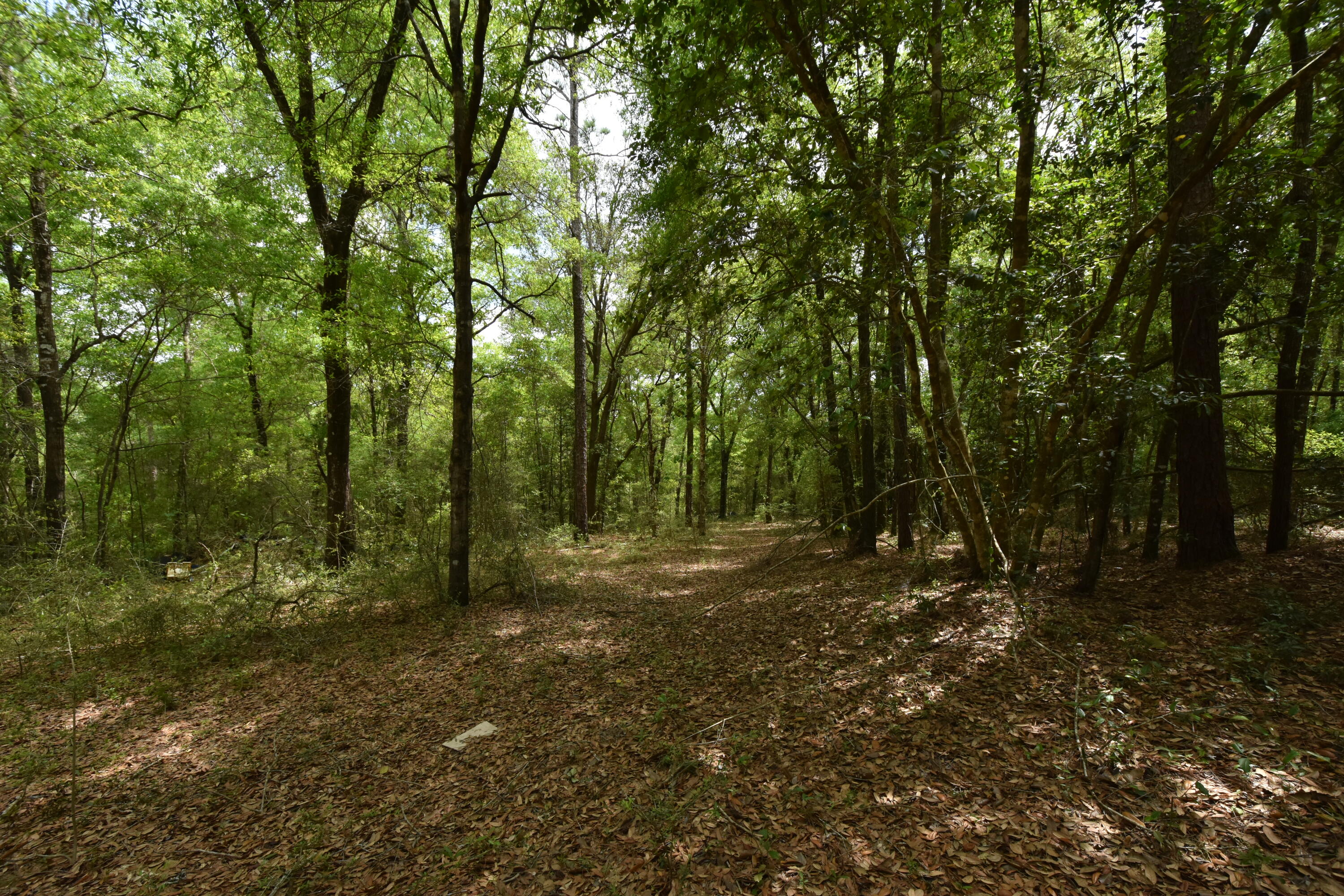 4304 Nap Knob Holt, FL 32564 - Photo 10 of 21 a big yard with lots of green space and deers