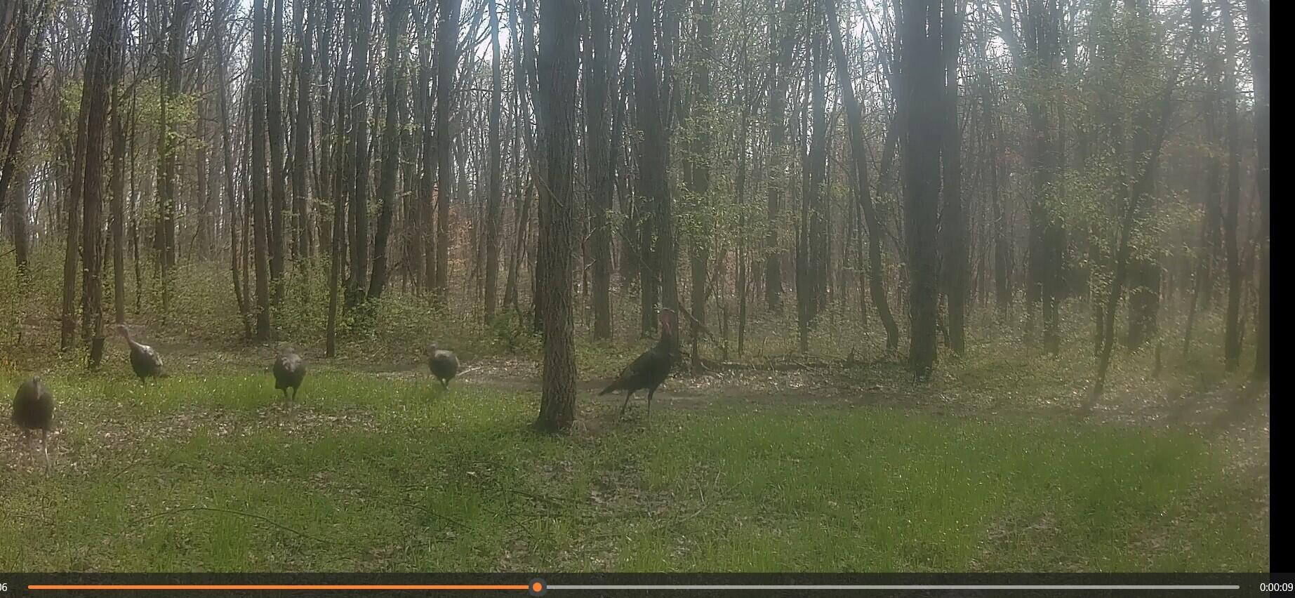 86960 County Road 681 Decatur, MI 49045 - Photo 50 of 57 WILDLIFE