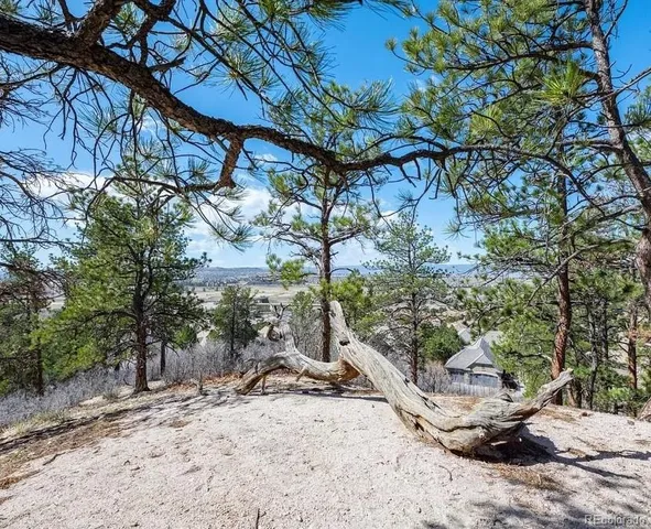 a view of a yard with plants and trees