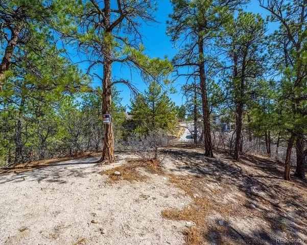 a view of a tree in the middle of a yard