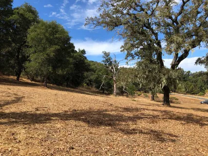 a outdoor space with lots of trees