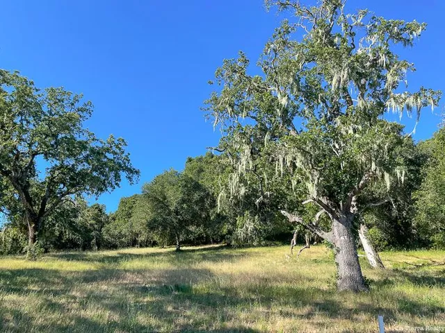 a view of a yard with a tree